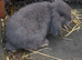 Pure bred Mini Lop *Vaccinated* Lilac Buck For Sale