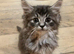 Maine Coon kittens. Mother is TICA registered.