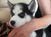 Stunning husky pups