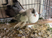 Indian fantails 2026 birds