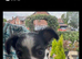 Puppy for sale