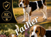 Beautiful beagle puppies