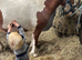 Ride and drive children’s pony