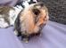 Lovely soft fluffy friendly mini lops