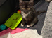 Ragdoll x kittens for sale