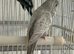 Beautiful blackface budgies
