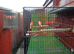 Red.Factor.Canaries