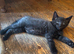 Black Smoke Kitten- ready to leave now