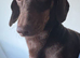 KC Stunning chocolate & Tan Mini Dachshund