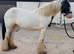 13.2 5yr Old Coloured Cob Mare