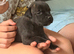 3 boy puppy Staffie