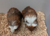 Adorable baby Guinea pigs