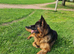 German Shepherd Long Hair Black Puppies