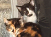 Urgent homes needed for these sweet stray kittens. I rescued these kittens from a stray colony and have been caring for them while trying to find per