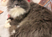 Rehoming 2 cats