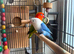Stunning opaline breeding pair of lovebirds