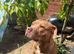 Need to rehome my star