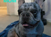 French Bulldog Pups At A Great Price | Offers Welcome | Beautiful Girls Now Available