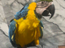 Super Tame Cuddly Talking Blue & Gold Macaw Parrot,4