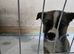 American akita pup male