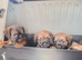Border Terrier puppies male and female