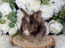 Vaccinated Pedigree English Angoras  xxx