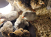 Guinea Fowl Keets