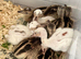 Grey & White Rhea Bird Chicks