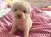Beautiful Bichon Frise Puppies - 3 Girls & 1 Boy Available