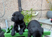 Springador puppies