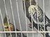 Pair of pearled split fallow cockatiels