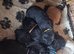 **Ready to Leave** KC Labrador Puppies