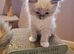 Full Fluffy Ragdoll Kittens