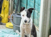 Beautiful working farm collie pup
