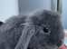 Beautiful Mini lop looking good a home