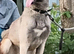Malinois