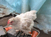 Pekin Bantam chicks
