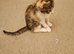 Gorgeous kittens 3 male 1 female