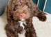 Cockerpoo/cavapoo pups &pound;1550 ONO ready to go