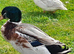 Beautiful Appleyard drake