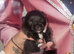 Beautiful female kc puppy