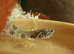 Adult male hognose with set up
