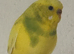 Budgies
