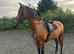 Elegant Pure Spanish Horse Available Now