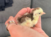 Serama chicks pre listing