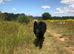 GermanShepherd Stud