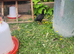 Ko Shamo chicks available this will be all that is available as all parents sold