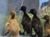 Indian Runner Duck ducklings
