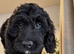 Cockapoo puppy