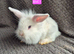 Mini Lion Lop Bunnies